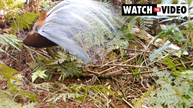 Male Albert’s lyrebirds singing sequences of vocal mimicry, with their tails displayed