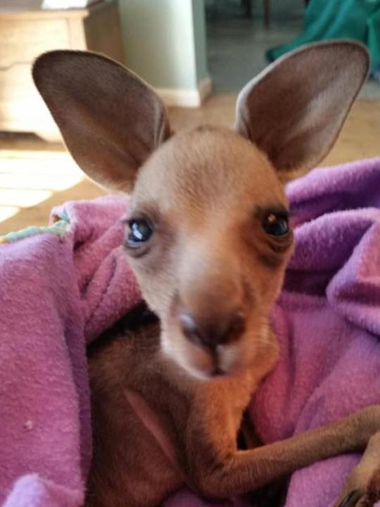 After a few days in care, the joey is looking brighter