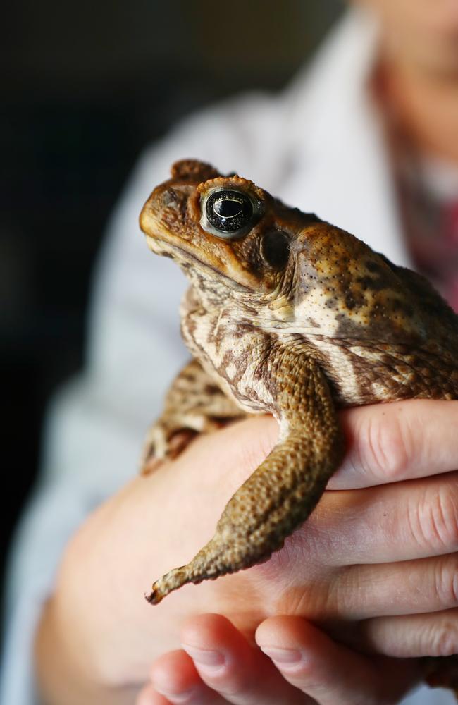 Cane Toads Queensland Pests Dont Deserve Brutal Death The Advertiser