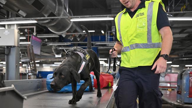 Detector dog handler Chad with Caris. Picture: Keryn Stevens