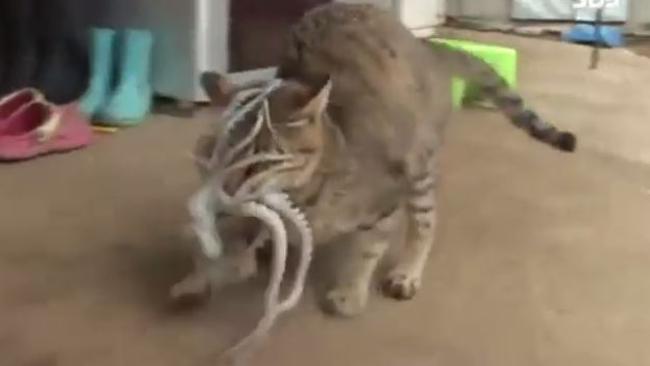 A still from a video posted on Youtube by SBSculture that shows a cat trying to eat a feisty octopus. Picture: SBSculture/Youtube