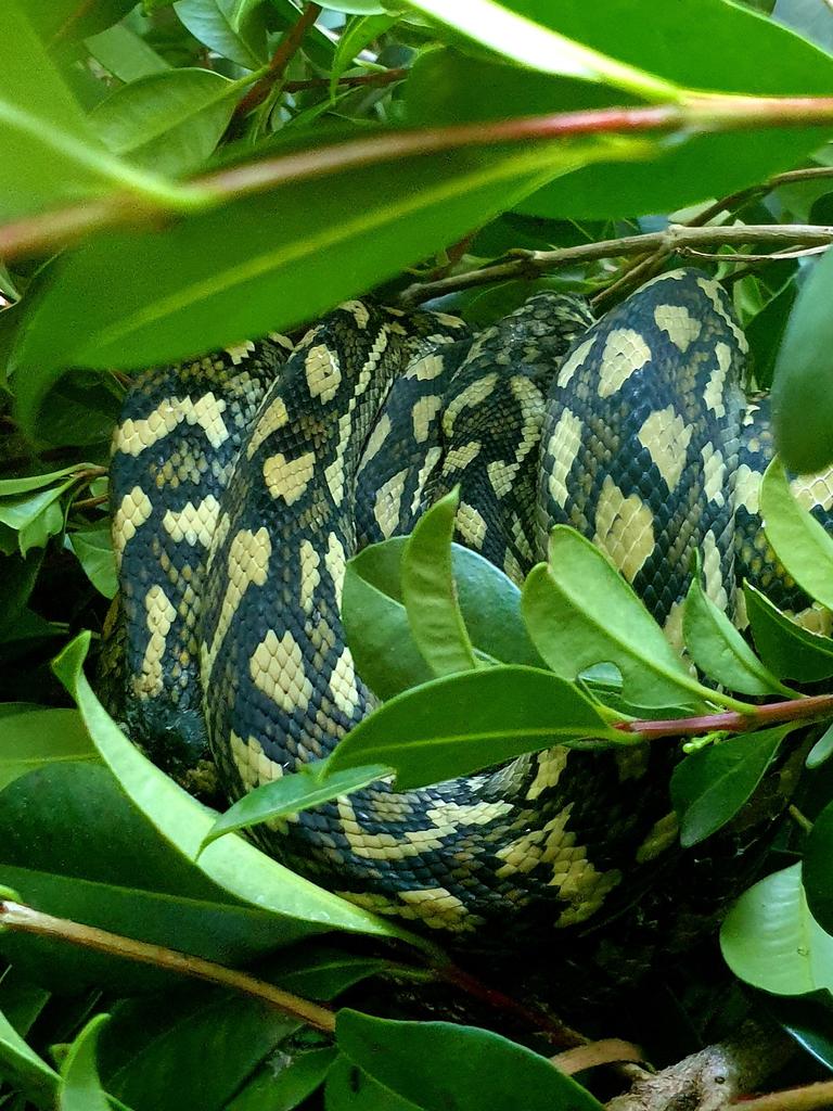 Carpet python from Palm Beach. Gold Coast and Brisbane Snake Catcher Tony Harrison's best photos. Photo: Gold Coast and Brisbane Snake Catcher