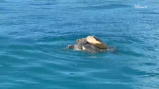 Sea turtles mating during a raunchy September mating season in Hinchinbrook