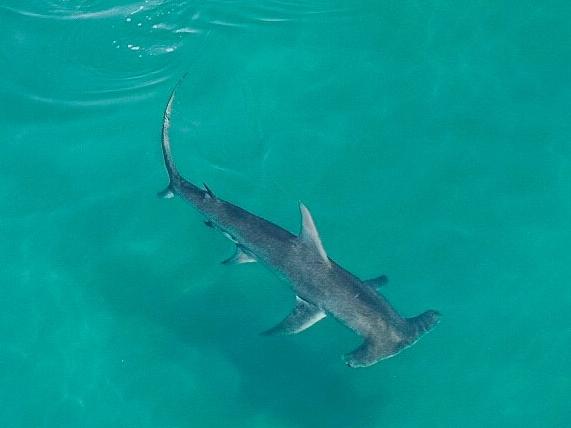 Hammerheads are easily identifiable from drones due to their distinctive shape.