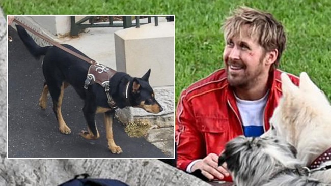 Ryan Gosling and his four-legged co-star snapped in Sydney. Pictures: Media Mode/Jeremy Piper