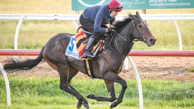 Tiger Moth ridden by William Supple at Werribee Racecourse on October 27. Picture: Reg Ryan/Racing Photos via Getty Images