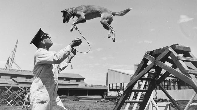 Constable Denholm training a dog in 1946. Picture Ivan Ives, State Library of NSW