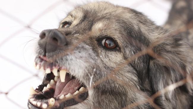 Dog attacks on humans and animals has jumped from 108 to 145 over the past year in Tea Tree Gully. Picture: Supplied.