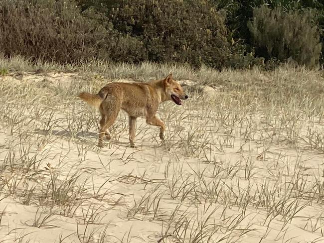 K’gari tourists rescued from frightening dingo encounter