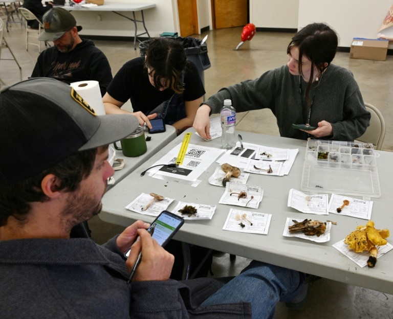 Fungi finding: mushroom hunters seek new species and recognition