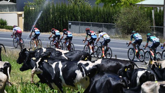 The peloton during stage four of the Tour Down Under from Norwood to Uraidla, South Australia, Friday, January 19, 2018. (AAP Image/David Mariuz) NO ARCHIVING, EDITORIAL USE ONLY