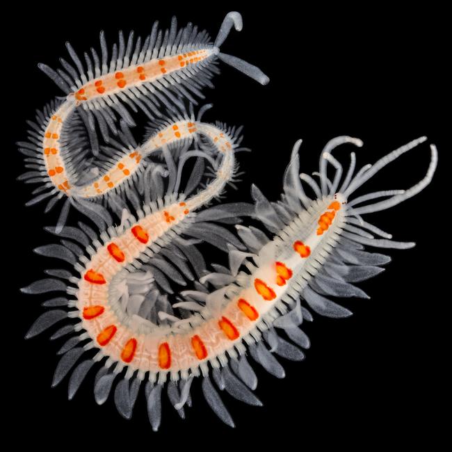 2016 Royal Society Publishing Photography Competition. Picture: Fredrik Pleijel. Polychaetous worm with engine and wagons – Runner up: Evolutionary Biology. This trainworm, which is 35mm from head to tail, lives on the sea floor. Portaferry, UK.