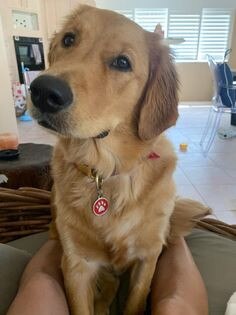 Gold Coast's cutest dogs: Chamomile. Submitted by Monica Tjong.