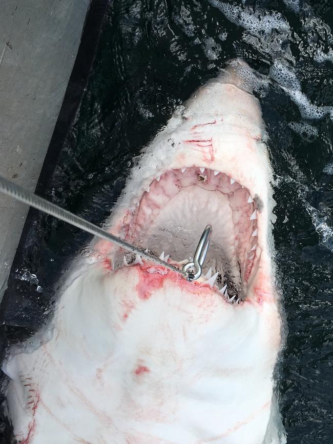 NSW will offer the help of the state’s leading shark scientists to WA.