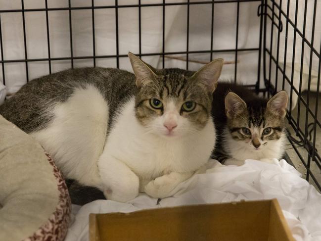 Pets belonging to evacuees sit in a crate at the Delco Center in east Austin, Sunday, August 27, 2017. The Red Cross says, if needed, they are prepared to handle 350 people in the Delco Center. As of Sunday afternoon, a total of 24 dogs, 20 cats, and 5 birds have been registered and volunteers from the Austin Animal Center say they can handle approximately 20 more animals depending on size. Picture: AFP