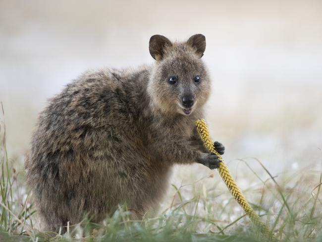 Alex has photographed animals from every continent and found great joy in spending time with Australia’s quokkas. Picture: Alex Cearns