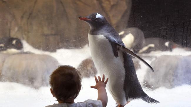 Making friends at Melbourne’s Sea Life Aquarium. Picture: AFP