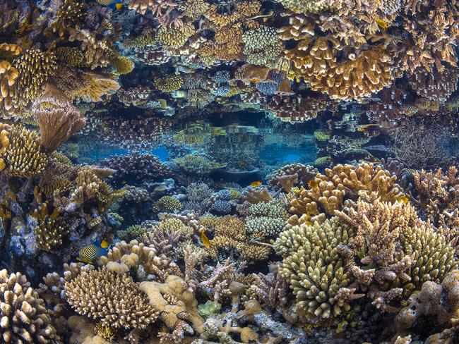 Gabriel Barathieu: During low tide, a coral reef is perfectly mirrored on the surface. Mayotte Island