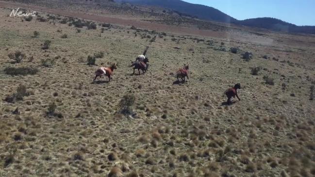 Brumbies recognised as part of Australian heritage