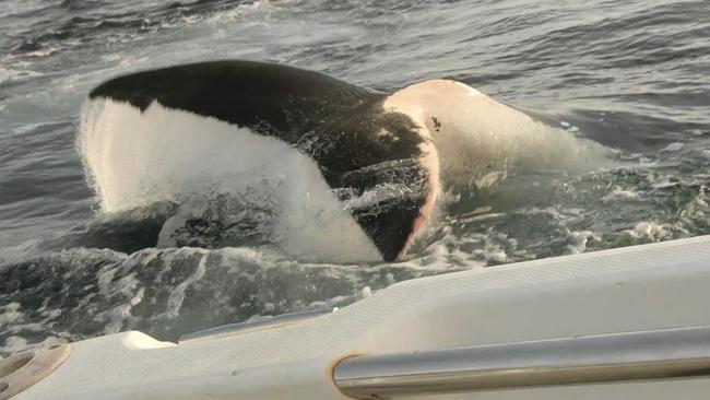 Still from a video with an encounter between a shark and a small fishing boat in Tasmania's North.