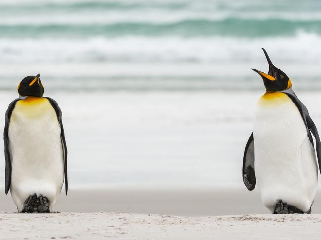A king penguin appears to shout orders as others stand to attention. Picture: Miguel Illana/Barcroft Images