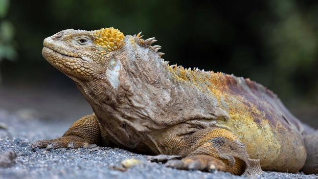 Land iguana in the Galapagos Islands.