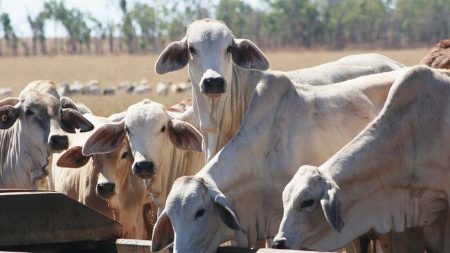 Australia’s stock turnoff ratio last year was historically low despite a growing herd.