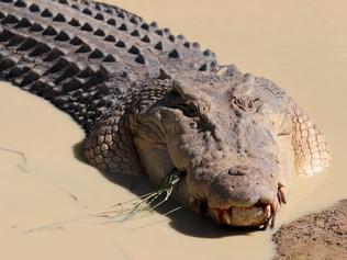 Fashion bites at Mareeba Melaleuca Crocodile Farm as high-end