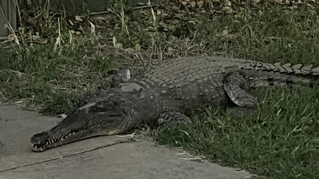 Fitzroy Crossing Police have co-ordinated the safe and humane relocation of a crocodile which was found in the town on Thursday. Picture: WA POLICE