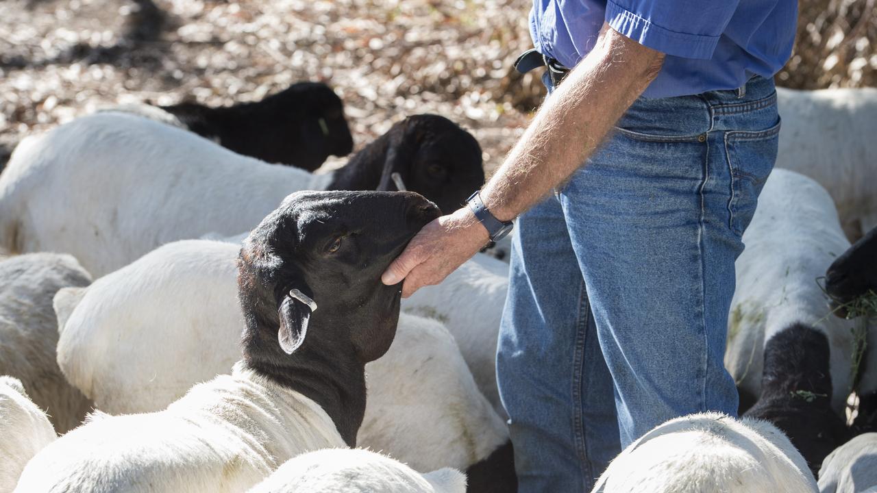 Colin Walker with a ewe at Coolibah Persian Sheep Stud. Picture: Zoe Phillips