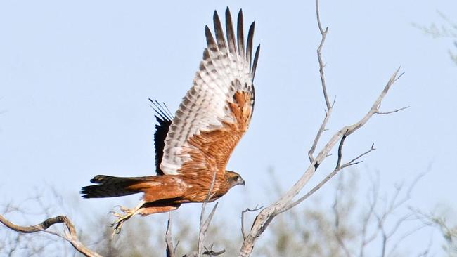 The red goshawk takes flight from its perch at Newhaven Wildlife Sanctuary NT. Picture: Tim Henderson/Australian Wildlife Conservancy.