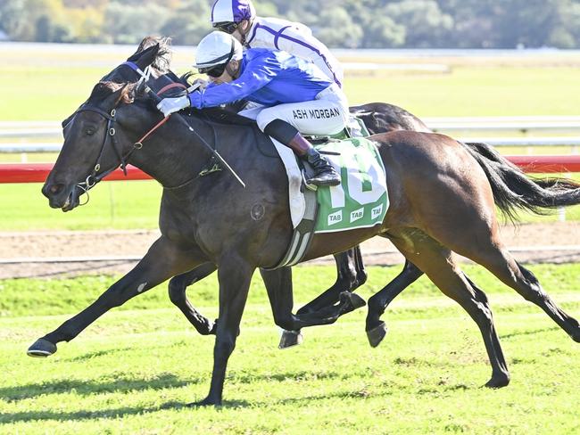 Setombe can atone for her narrow last start defeat when she heads to Warwick Farm on Wednesday. Picture: Bradley Photos