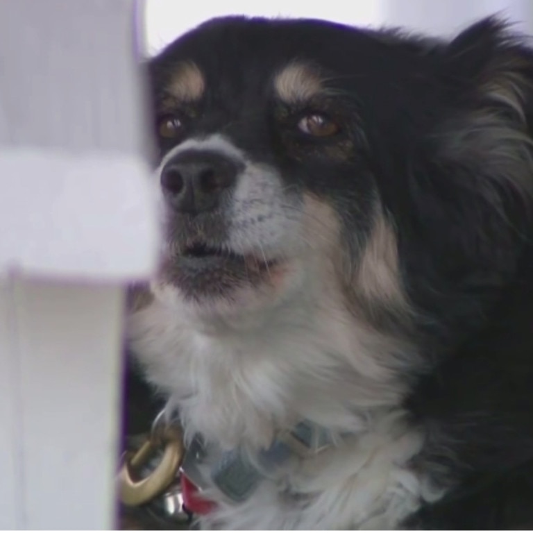 Border collie dog inherits $5 million fortune after owner died | news ...