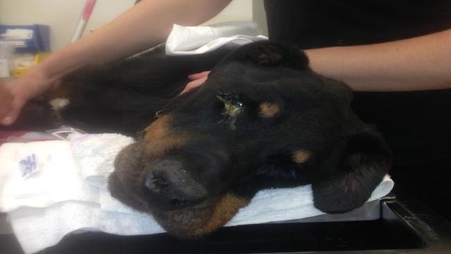 Maxy at the vet. Photo: RSPCA