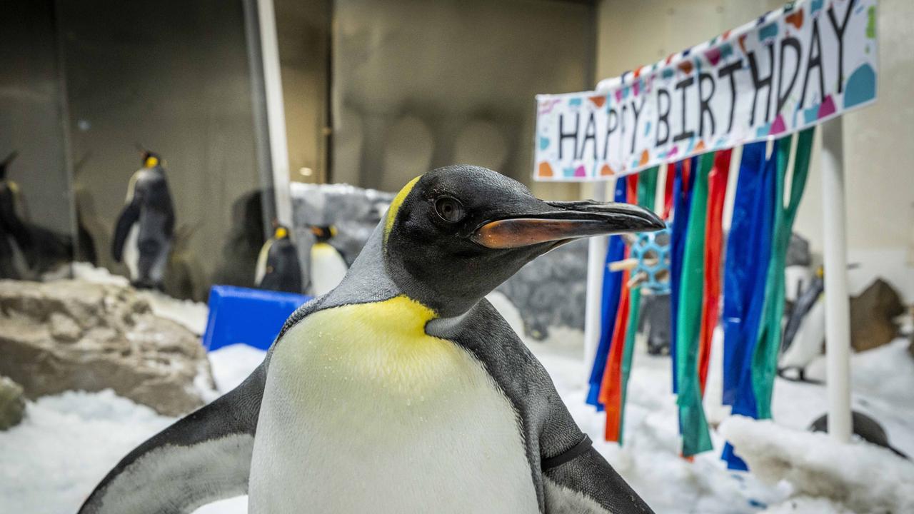 Pesto the penguin celebrates his first birthday at the Melbourne Aquarium. Picture: Jake Nowakowski