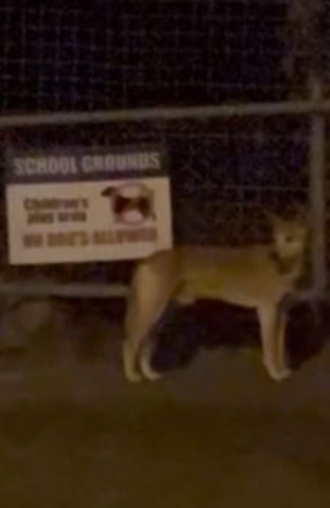 Dingo filmed at Sunshine Beach State School, Noosa, Sunshine Coast