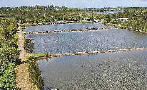 Ballina Fishing Park on North Creek Road will be auctioned on May 13. It has attracted much interest including one prospective buyer from Saudi Arabia.