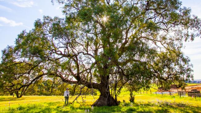 A Mallee Box tree before it – and dozens like it – were removed for the Springwood housing estate in Gawler East. Picture: Yuri Poetzl