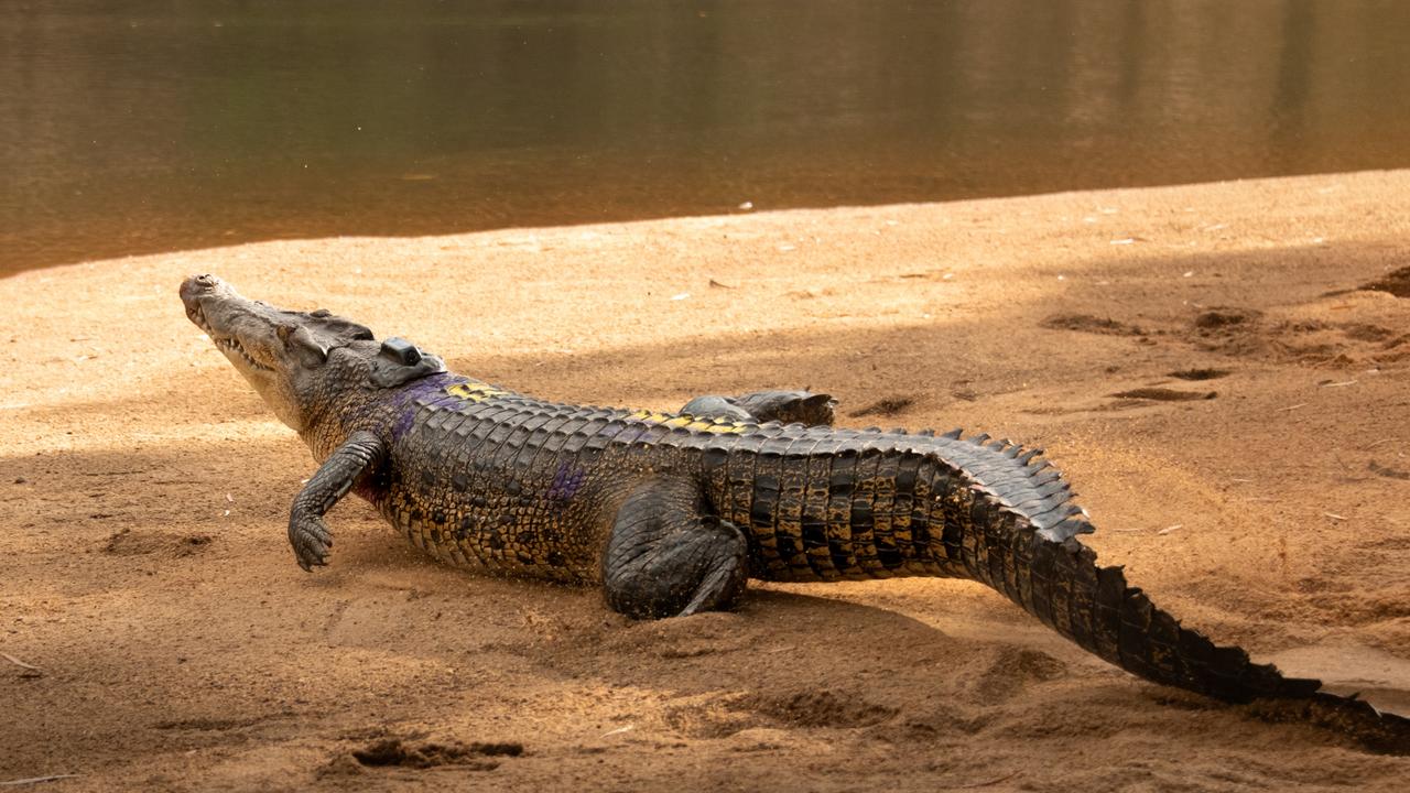 Andrea the croc after being assessed. Photo: Australia Zoo