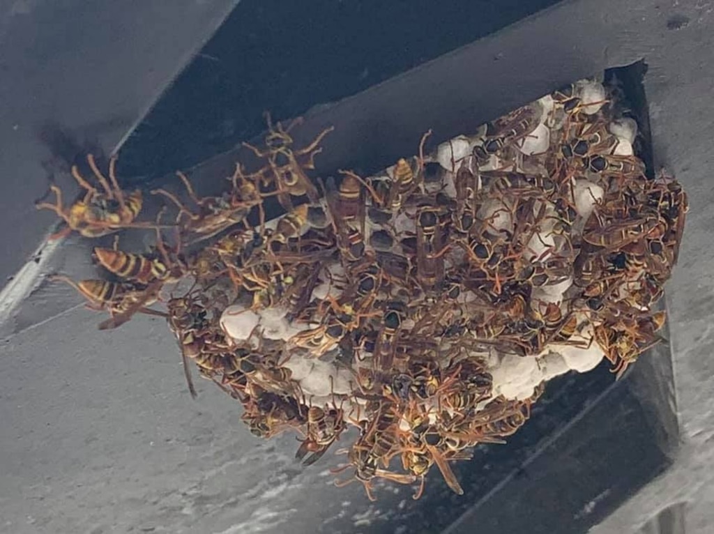 A colony of paper wasps have made their home under a back veranda table. Picture: Facebook