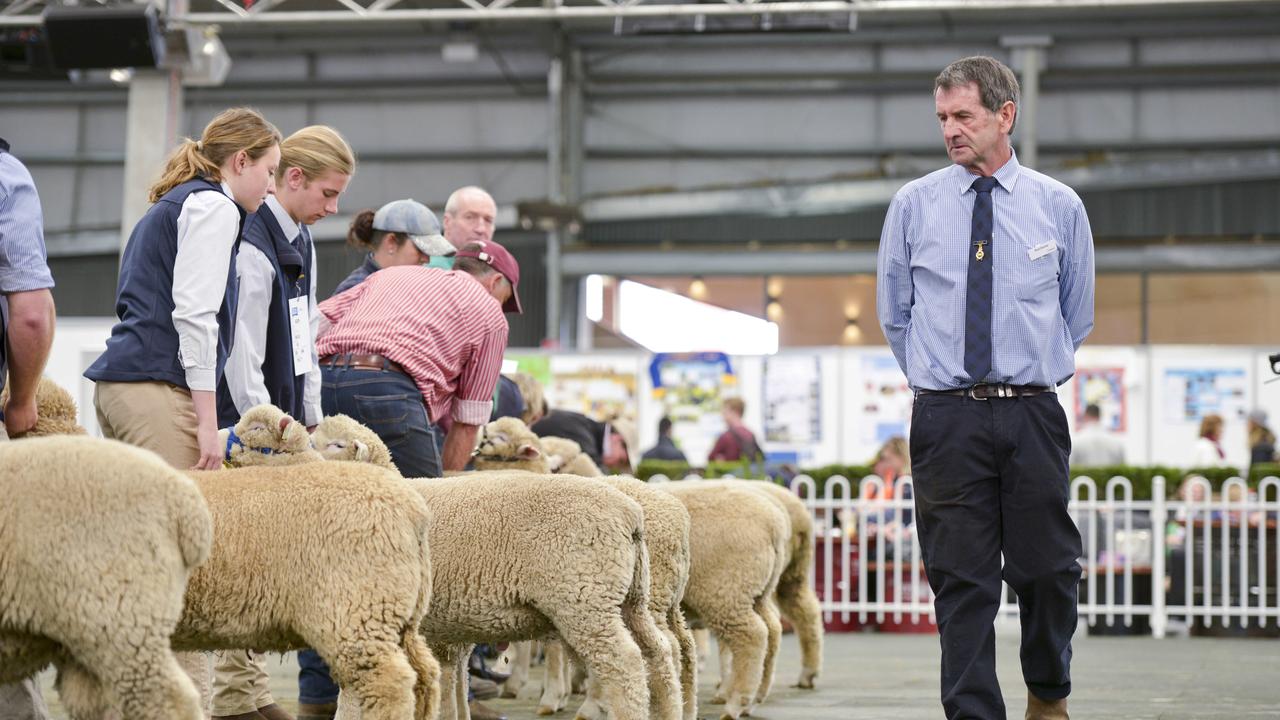 Competition judging in the interbreed production classes on Sunday, September 22 at the Royal Melbourne Show. Photo: Dannika Bonser