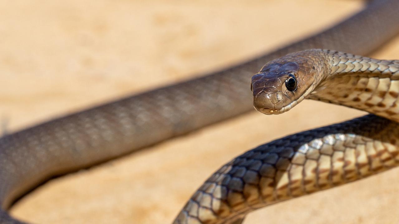Australian Eastern Brown Snake being defensive