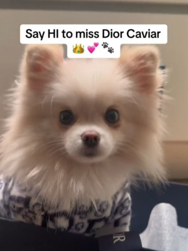 ‘ … What I got, say HI to miss Dior Caviar.’ Picture: TikTok