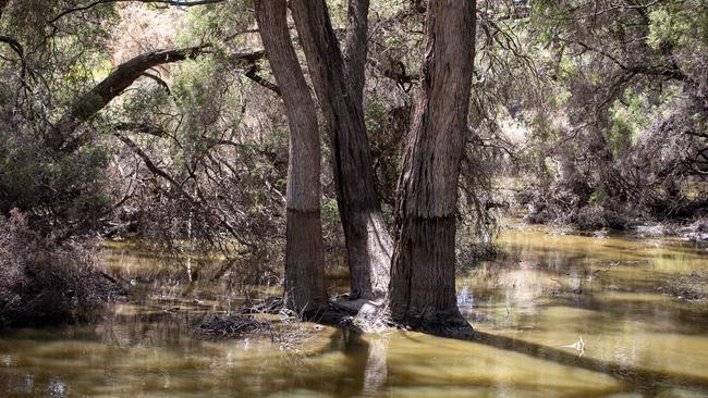 Trees at the Lyrup ferry reveal har far the water has dropped. Picture: Emma Brasier