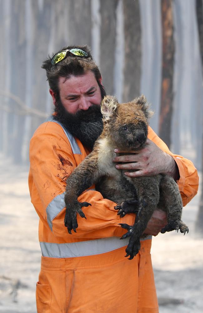 Adelaide wildlife rescuer Simon Adamczyk carries an injured koala rescued at a burning forest near Cape Borda on Kangaroo Island on Tuesday. Picture: AP