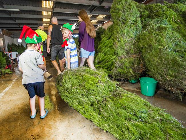 Ben, 3, and Harry, 6, Turner from Burleigh Heads ready to take home their new Christmas tree. Picture: Nigel Hallett