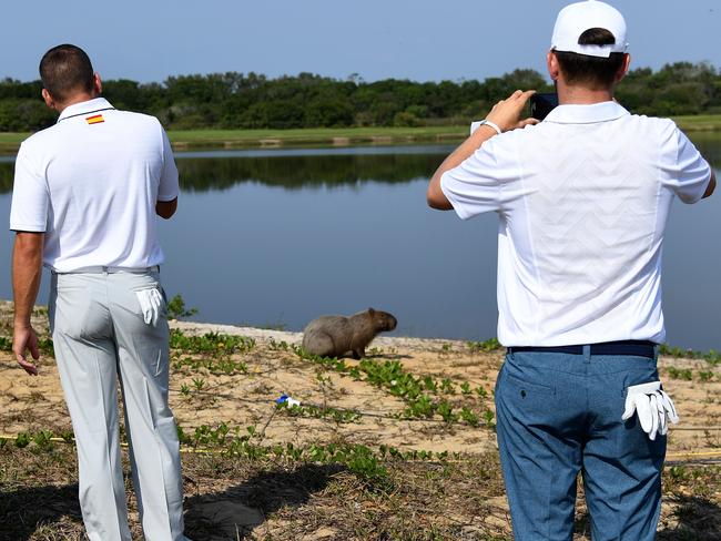 Sergio Garcia and Bernd Wiesberger taking photos of a capybara.