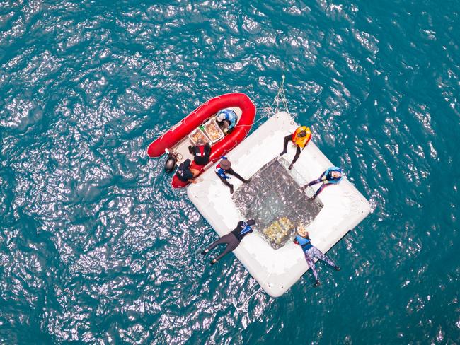 Marine biologists check the development of coral larvae at specially designed pools situated on Agincourt Reef. Photo: Suppliedc