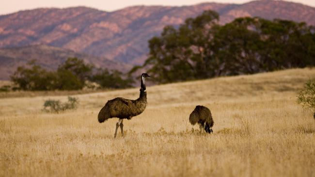 Emus are everywhere at Arkaba Homestead. Photo: Randy Larcombe
