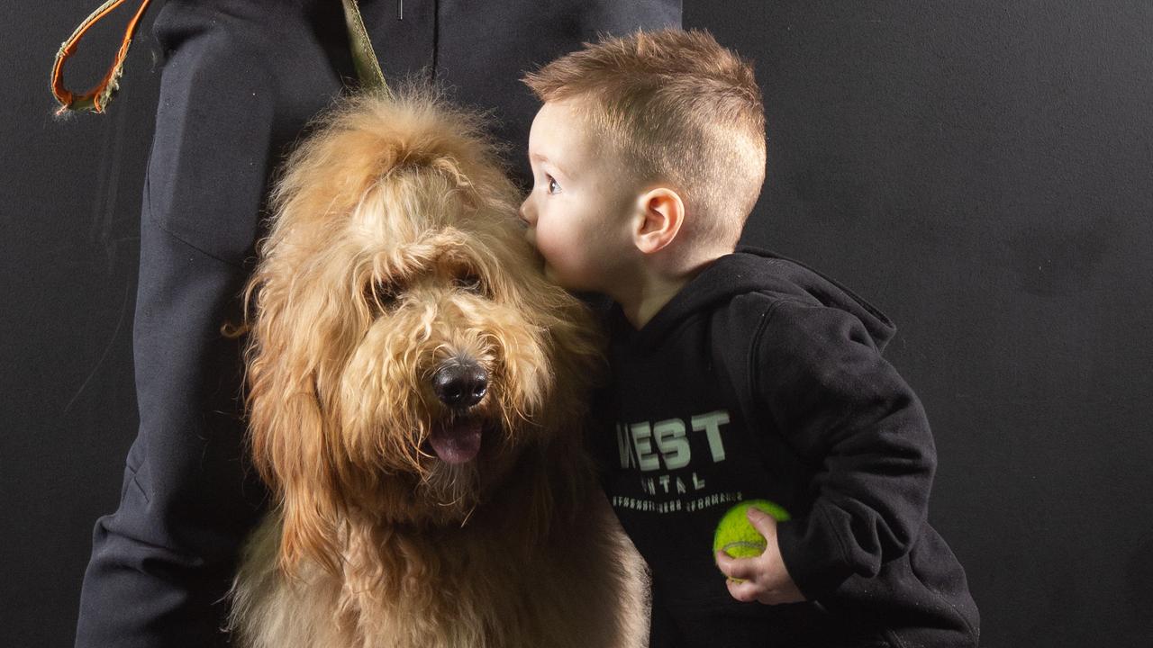 Winning dog Junior for the SA's cutest dog competition. Picture: Brett Hartwig